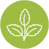 Stevia (6)